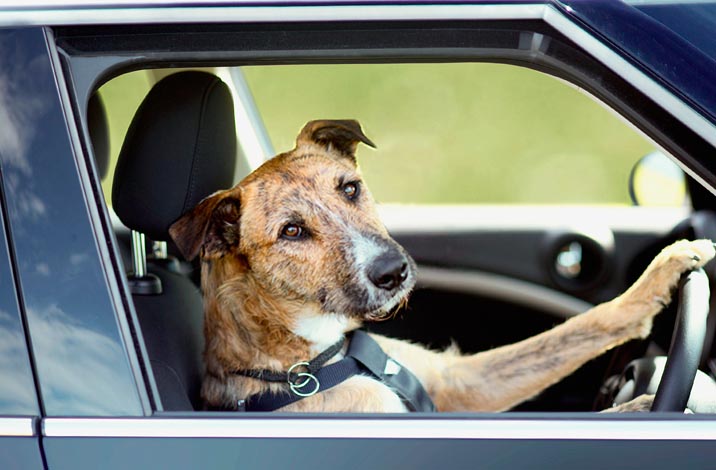 This undated handout photo received on December 7, 2012 from Auckland-based advertising agency DraftFCB shows "Porter" behind the wheel of a car. Rather than chasing cars, dogs in New Zealand are being taught to drive them -- steering, pedals and all -- in a heartwarming project aimed at increasing pet adoptions from animal shelters. Animal trainer Mark Vette has spent two months training three cross-breed rescue dogs from the Auckland SPCA to drive a modified Mini as a way of proving that even unwanted canines can be taught to perform complex tasks. AFP PHOTO / DraftFCB ---- EDITORS NOTE---- RESTRICTED TO EDITORIAL USE - MANDATORY CREDIT "AFP PHOTO / DraftFCB" - NO MARKETING NO ADVERTISING CAMPAIGNS - DISTRIBUTED AS A SERVICE TO CLIENTS